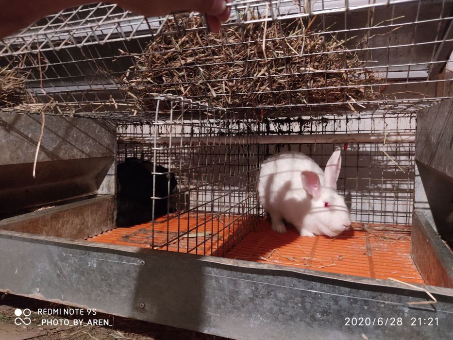 Quyon kletka, куен клетка, клетка для кроликов