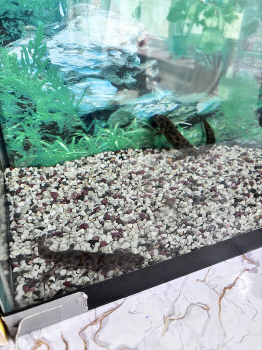 Продам аквариум с рыбками