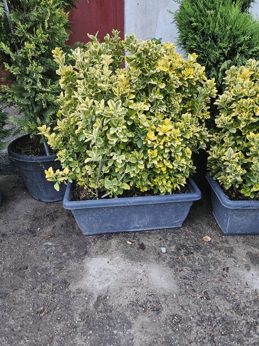 Maslin leilandy phoetinia eonymous Camelia spirale ponpon