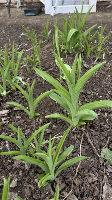 Продам Лилию садовую