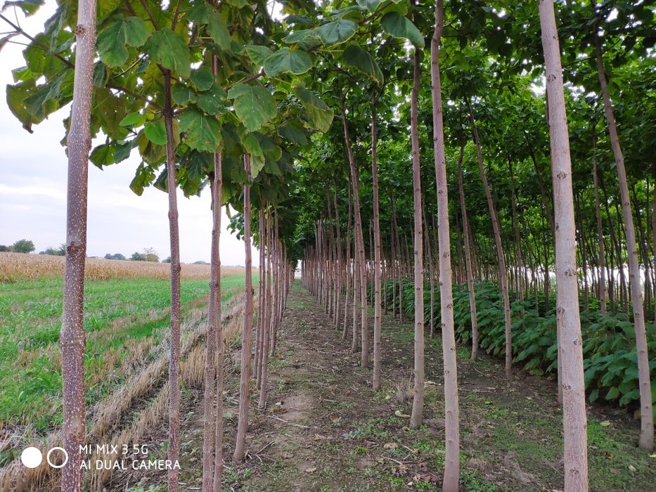 Puieți de paulownia