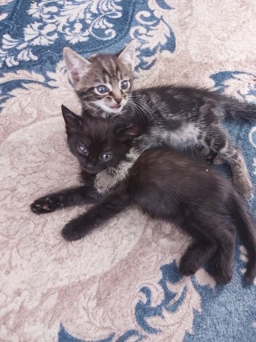 Отдам котят в добрые руки