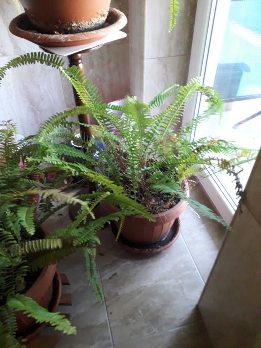 Vând ghivece cu ferigi