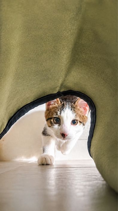 Котик в добрые руки