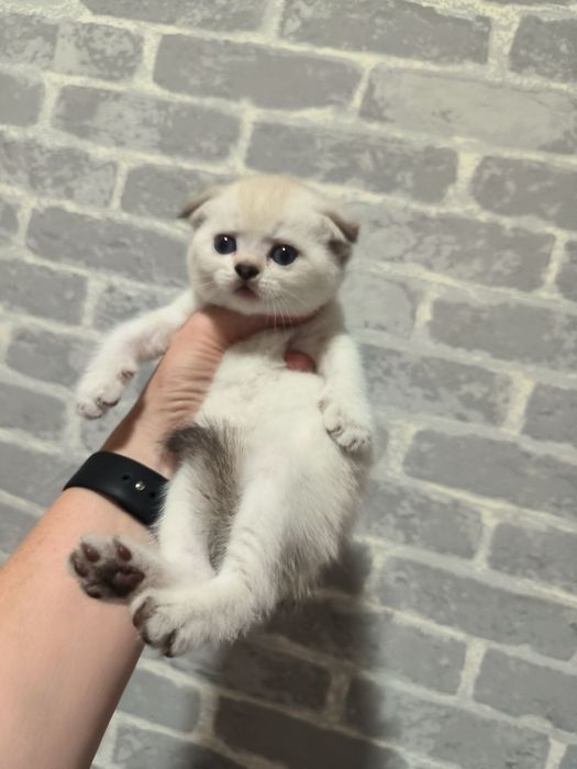 Шикарные игривые малыши