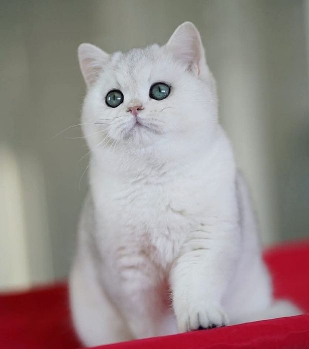 Британская кошка