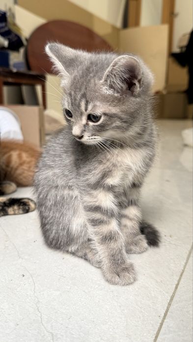 Котенок в добрые руки