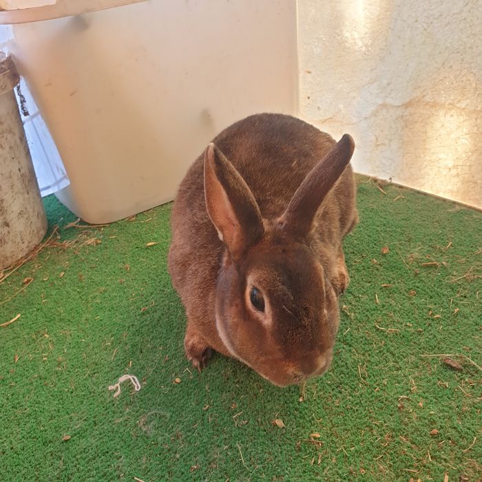 Vand iepuri rex pitic maro