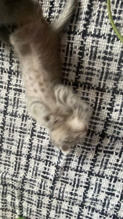 Шотландские котята продаются