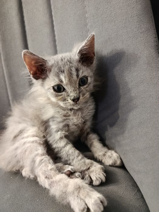 Продаются игривые котята