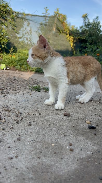 В добрые руки кот