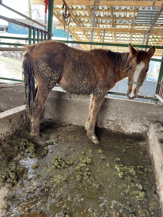 Семиз Тай жеребят еркек