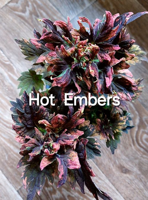 КОЛЕУСЫ. Листай карусель