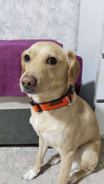 Ошейники  для собак