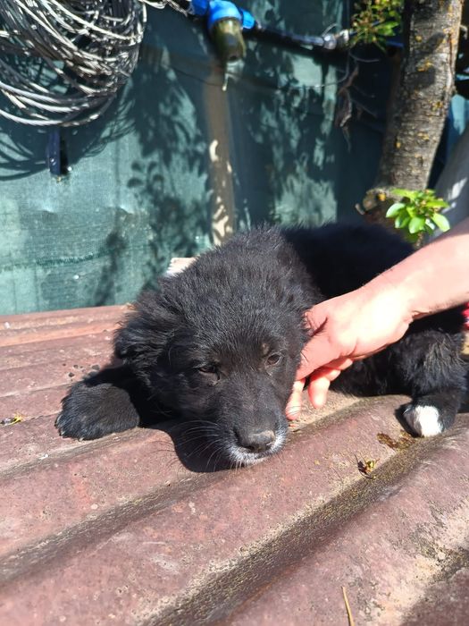 Donatie spre adopție căței