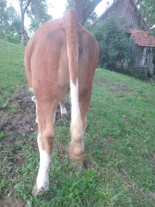 Vând vacă și o junincă