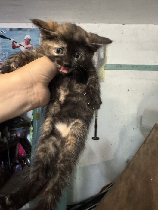 Отдам котят в добрые руку