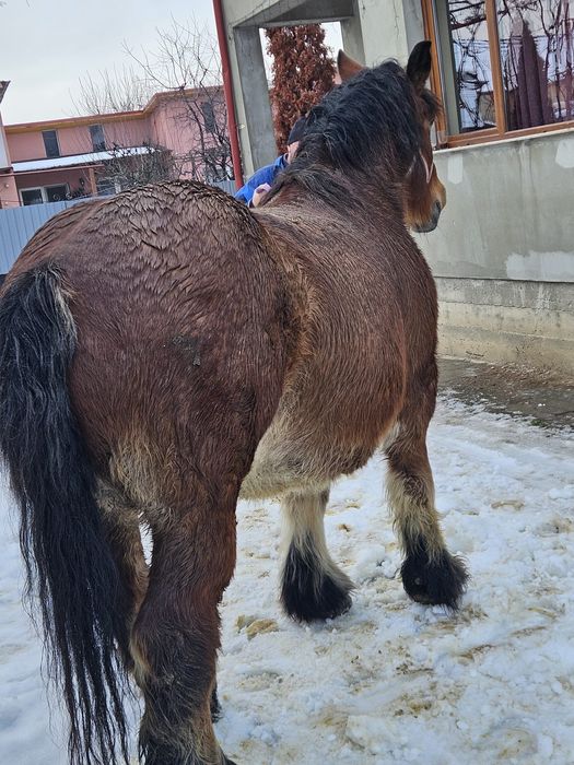 Vând iapă Ardeneză