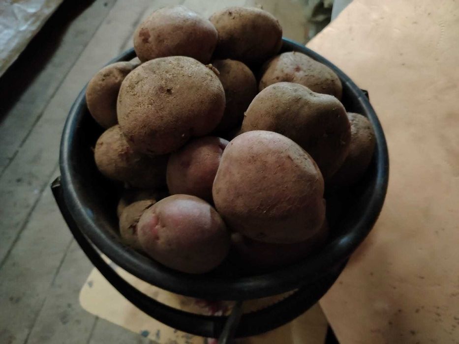 Продам домашний картофель