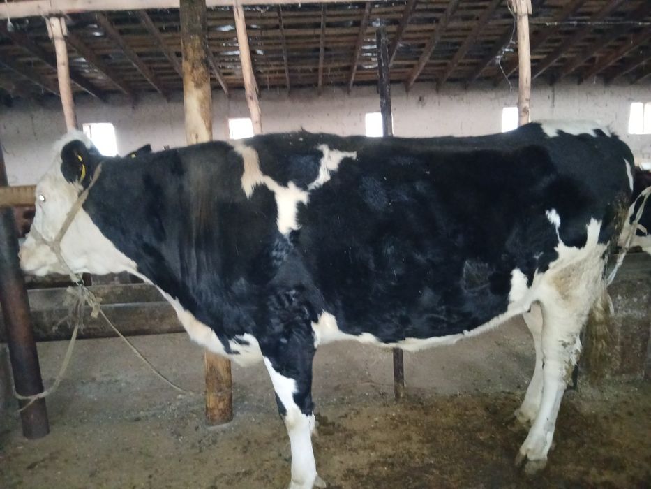 Сигир парод Голшдиен солатилади