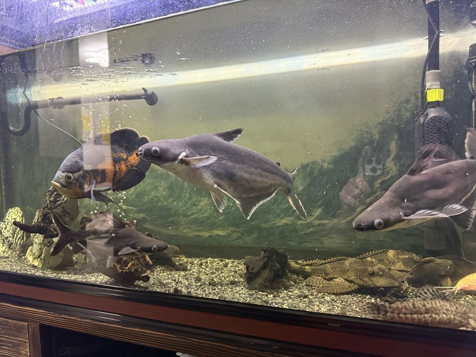 Продам рыбу аквариумную Пангасиус (акула)