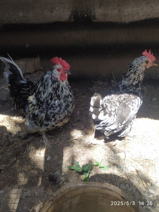 Алтайские курочка петушок