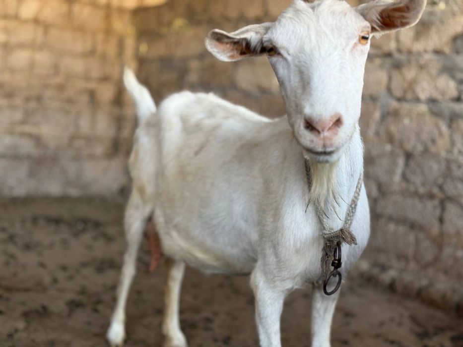 Zotdor echkilar 3 litrgacham sut beradi 3 tadan bolalidi