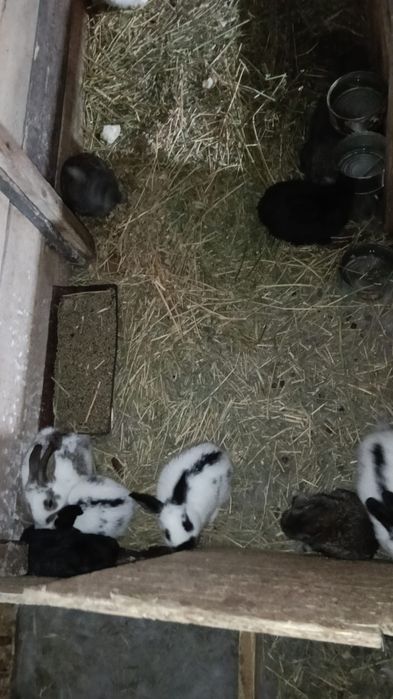 Vând iepurași drăgălași și sănătoși
