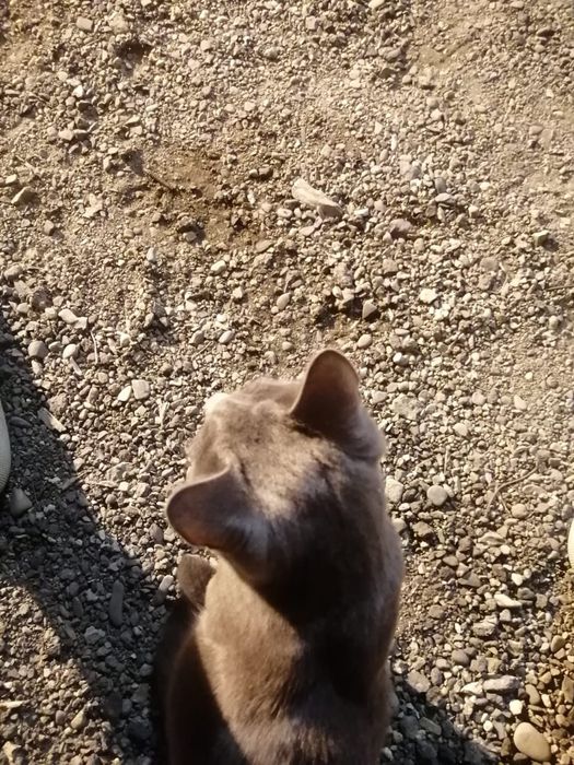 Бесплатно кот русская голубая