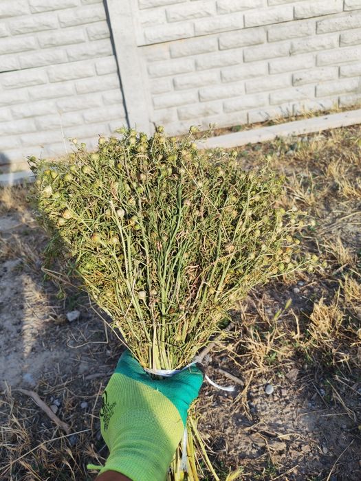 Адыраспан оптом.