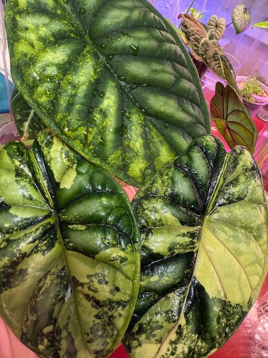 Алоказия клубень