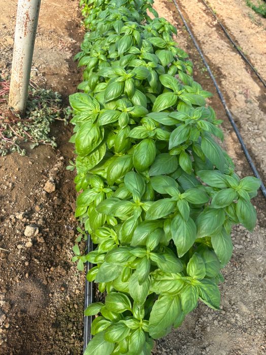 Varza kale/Mangold