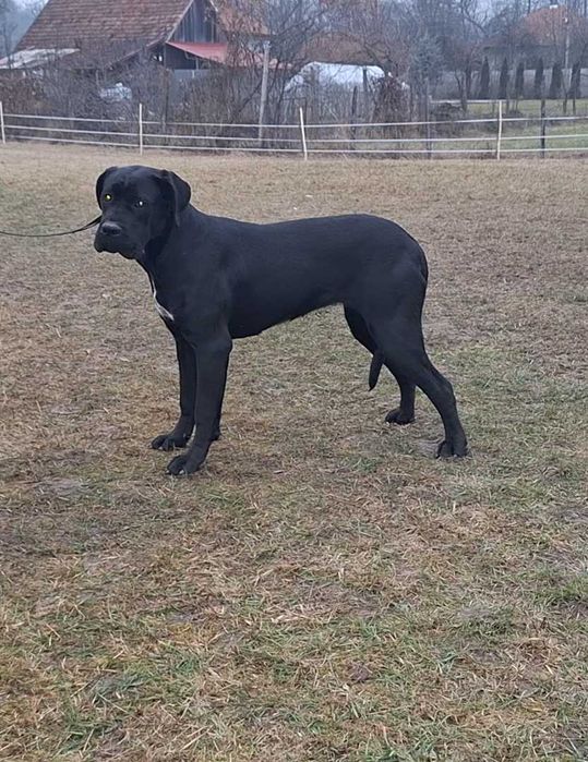 Cane Corso femelă junior, talie mare, pedigree FCI