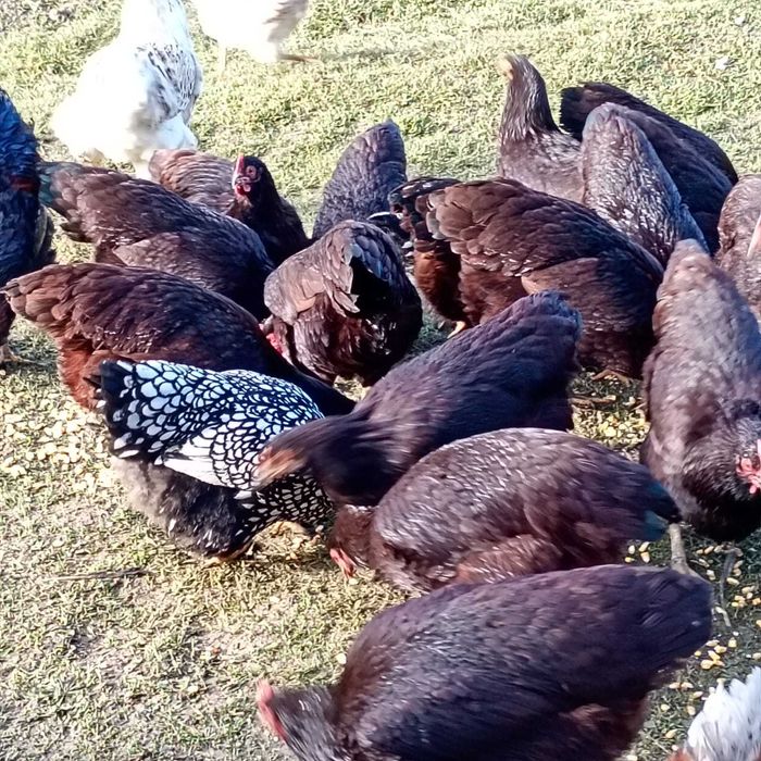 Puice rhode island, cocoși Wyandotte