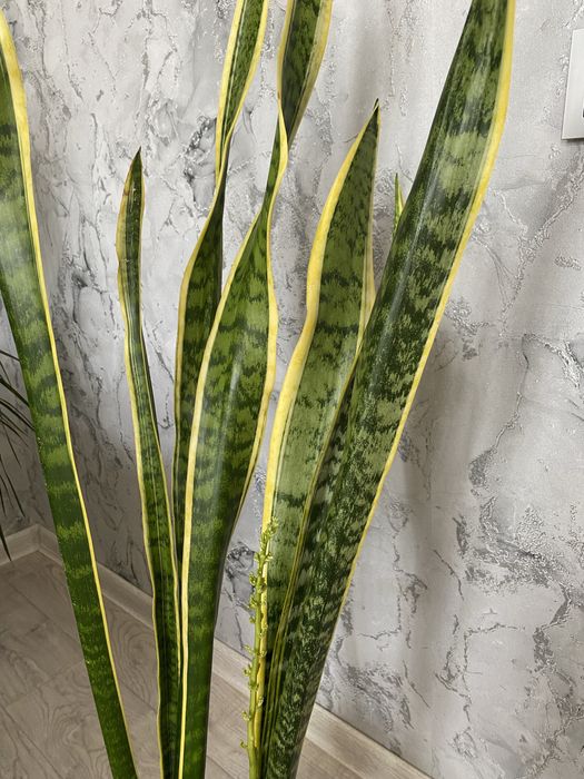 сансевиерия трехполостная