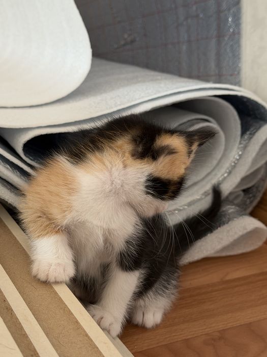 Отдам котенка в добрые руки