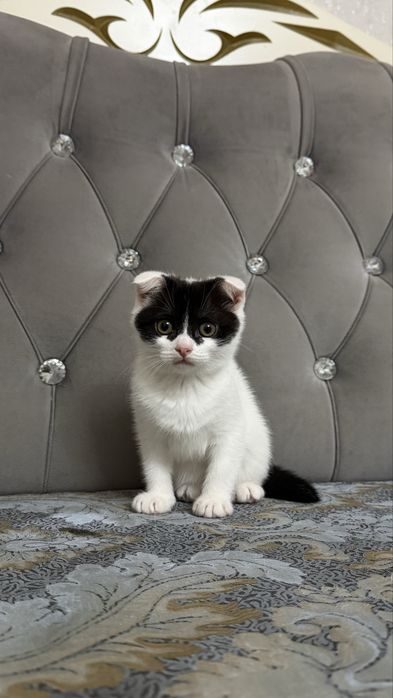 Шеслоухий котенок