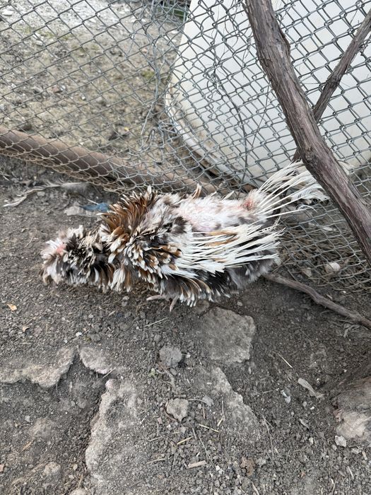 Vand familie de paduane si puisori