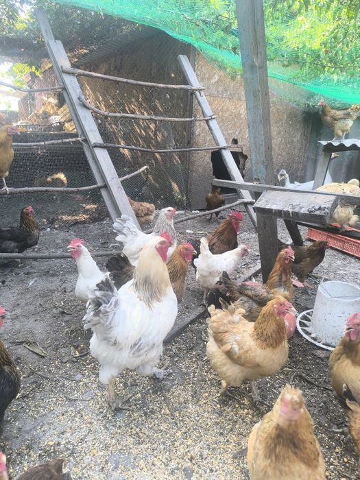 Продам петухов ,гусей и уток