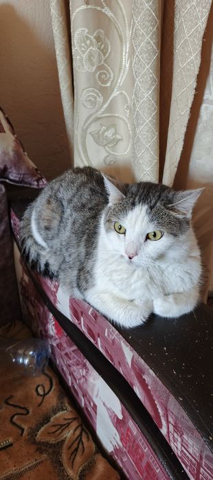 Кот в хорошем состояний, даром