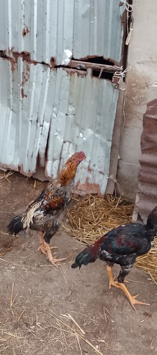 Продам питуха цена 15000