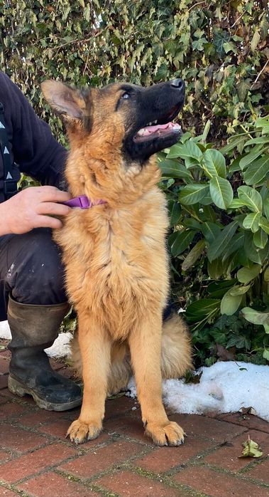 Pui ciobănesc german