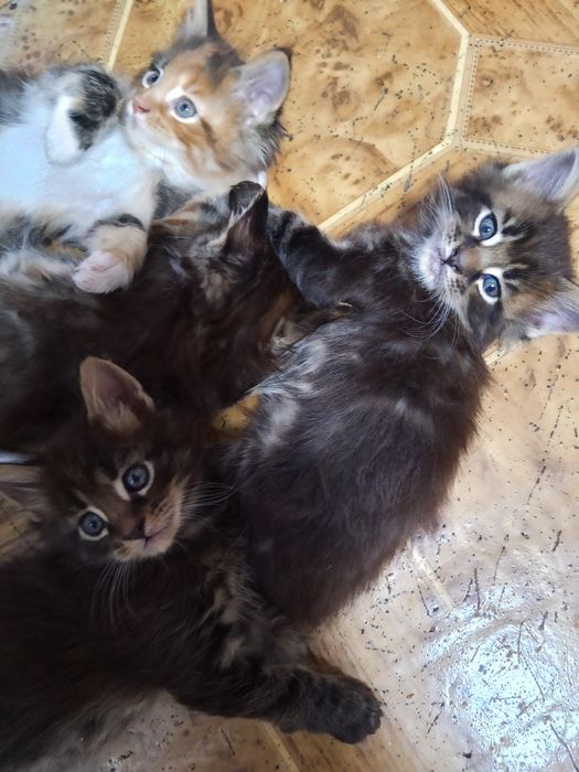 Котята Мейн Кун продаются