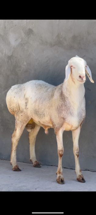 Qoʻy qoʻchqor qassob hizmati qurbonlika