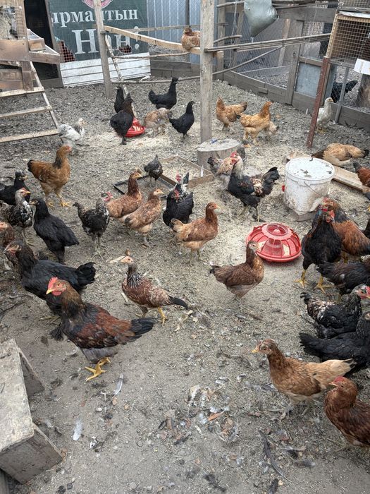 Продам Курей петухов