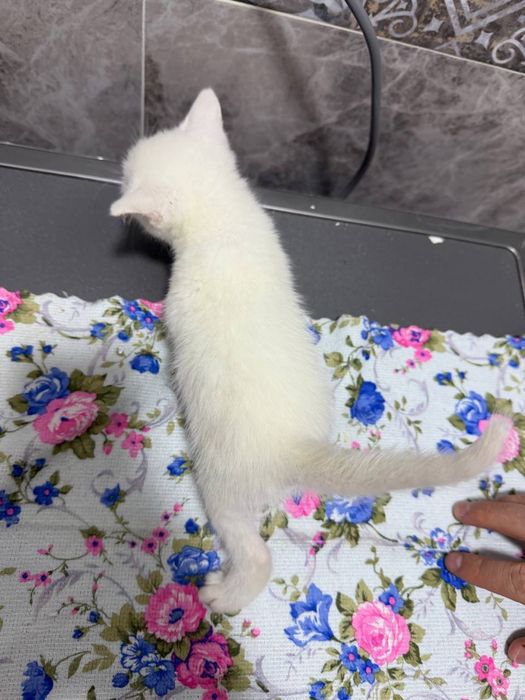 Отдам котят в добрые руки