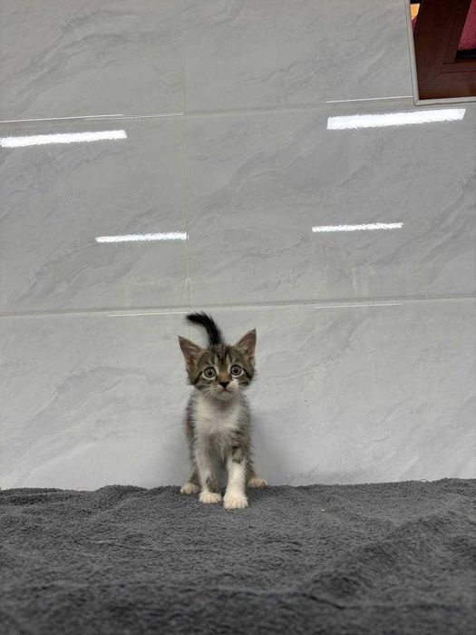 В самые добрые ручки. Котята 1,5 месяца.
