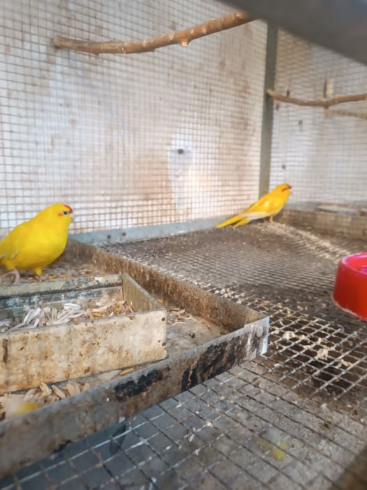 Продаётся взрослая пара новозеландских попугаи