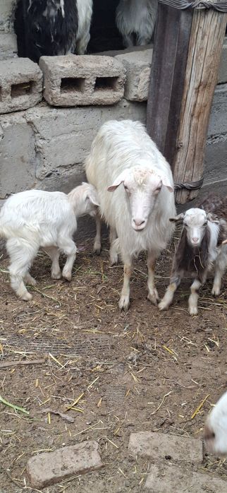 Echki sotiladi egiz bolasibilan