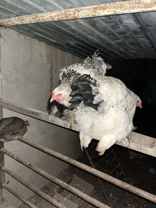 Брама и павлины куры